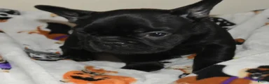 French Bulldog 5