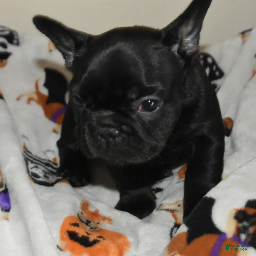 French Bulldog dogs for sale: French Bulldog 5 - Ad 1