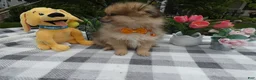 Pomeranian dogs for sale: Pomeranian 1 Trooper - Ad 4