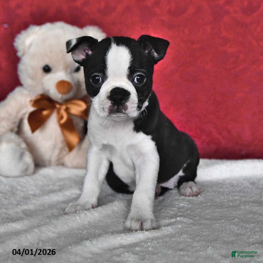 Boston Terrier dogs Jubilee - Ad 2