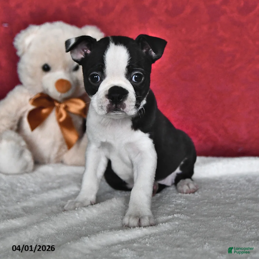 Boston Terrier dogs for sale: Jubilee - Ad 2