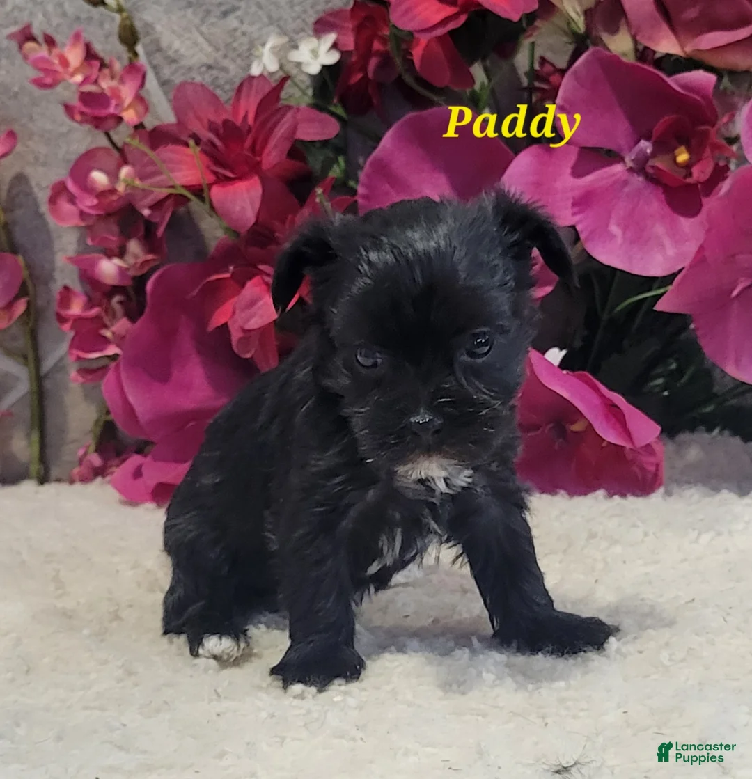 Morkie dogs for sale: Paddy - Ad 1