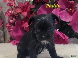 Morkie dogs Paddy - Ad 29