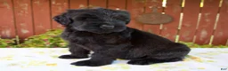 Giant Schnauzer dogs for sale: Renae - Ad 6