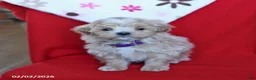Maltipoo dogs for sale: Tucker - Ad 4