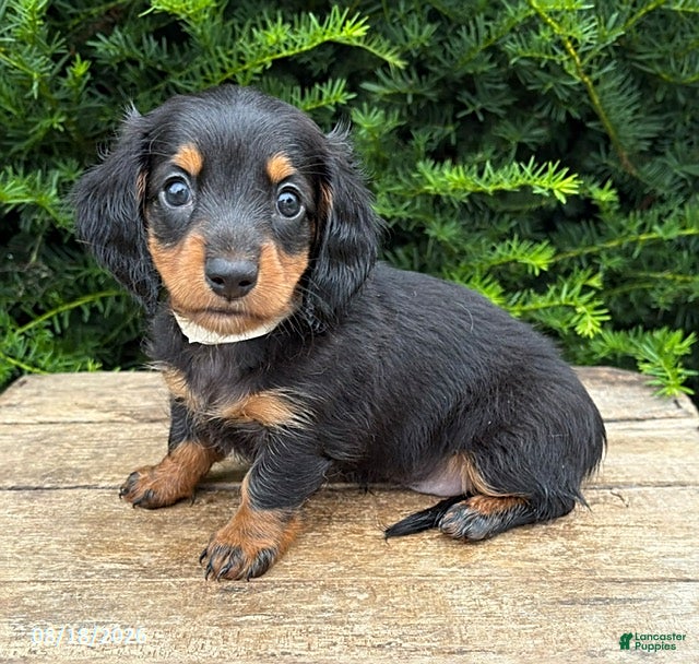 Dachshund dogs Jemma - Ad 1