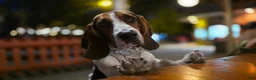 Basset Hound dogs for sale: Blue and white 1-orange collar - Ad 7