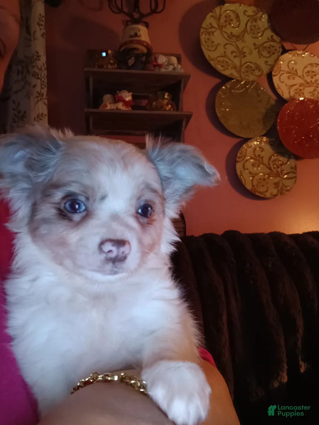 Chihuahua dogs for sale: Chihuahua Puppy 1 - Ad 4