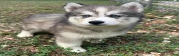 Siberian Husky dogs for sale: Chelsea - Ad 9