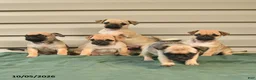 Jug dogs for sale: Buddy - Ad 3