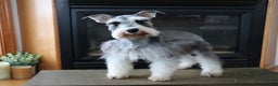Miniature Schnauzer dogs for sale: Ryder - Ad 3