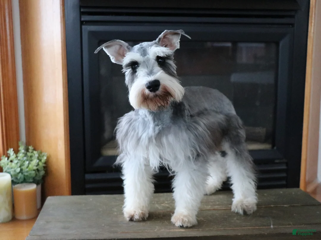 Miniature Schnauzer dogs for sale: Ryder - Ad 3