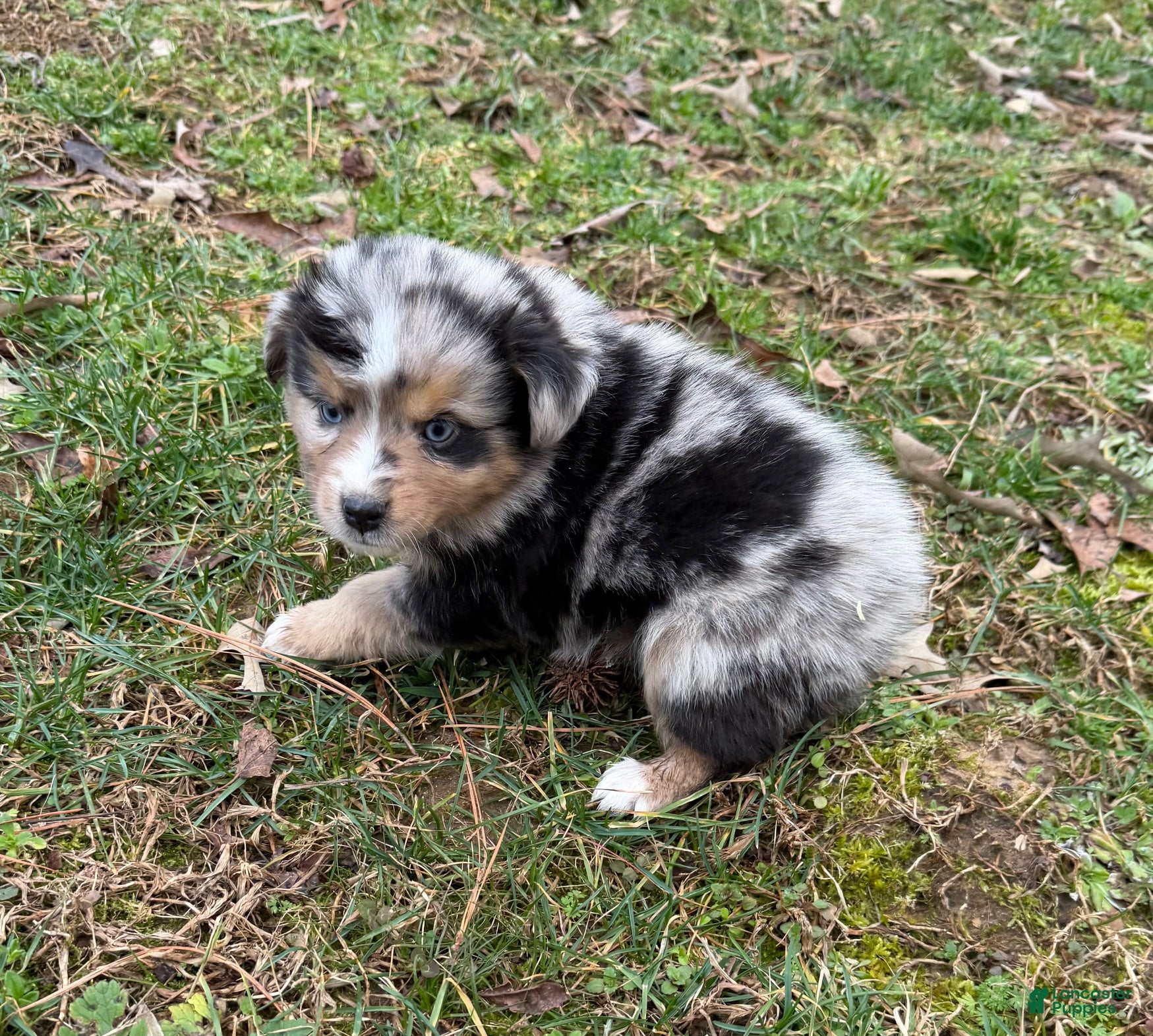 Australian Shepherd dogs Betty - Ad 1