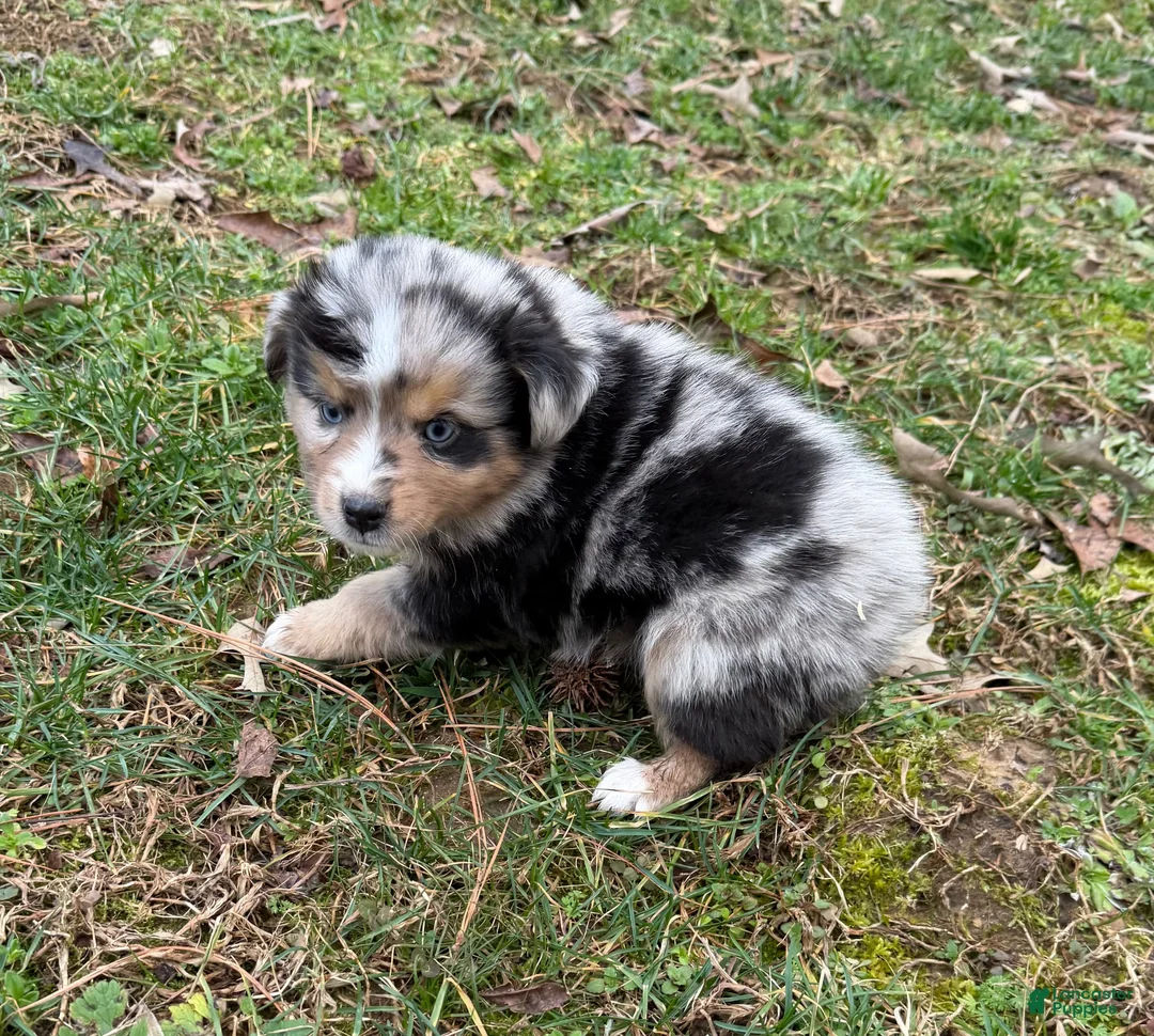Australian Shepherd dogs for sale: Betty - Ad 1