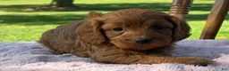 Cavapoo dogs for sale: Ruby - Ad 2