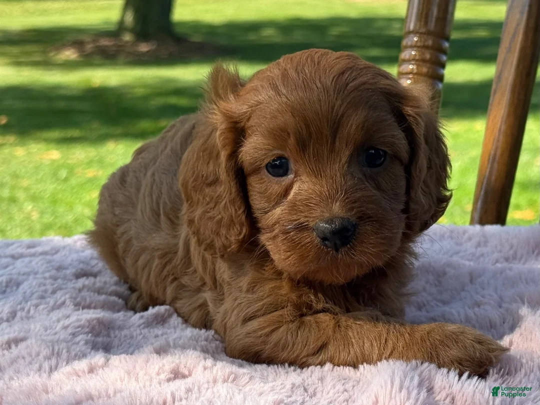 Cavapoo dogs for sale: Ruby - Ad 2