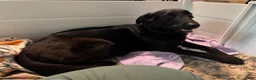 German Shepherd dogs for sale: Molly - Ad 3