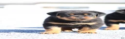 Rottweiler dogs for sale: Donn  - Ad 6
