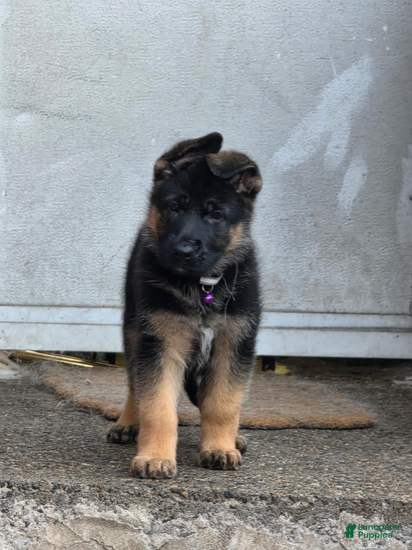 German Shepherd dogs Bella 🐾 - Ad 2