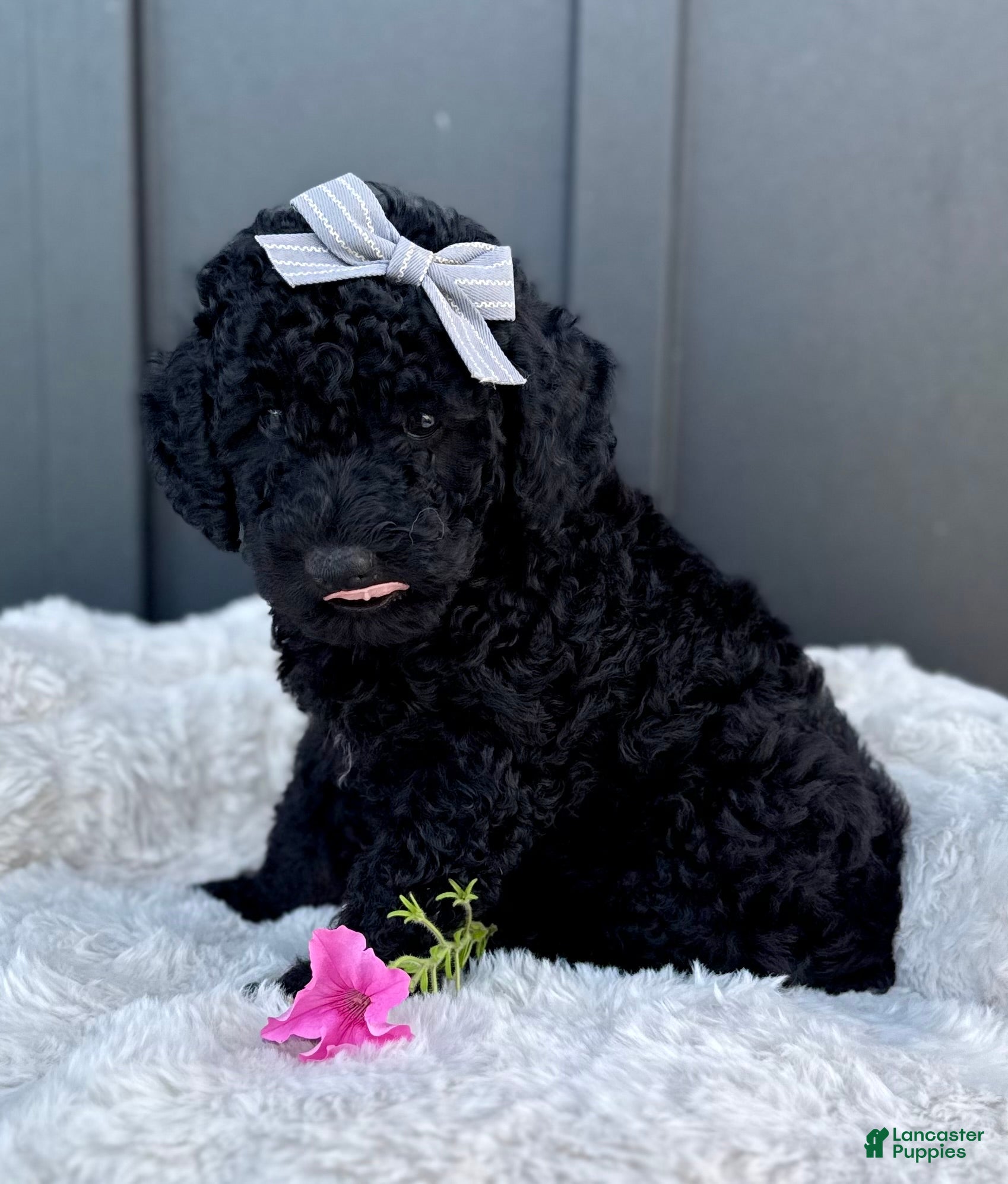 Mini Goldendoodle dogs SAMMY - Ad 2