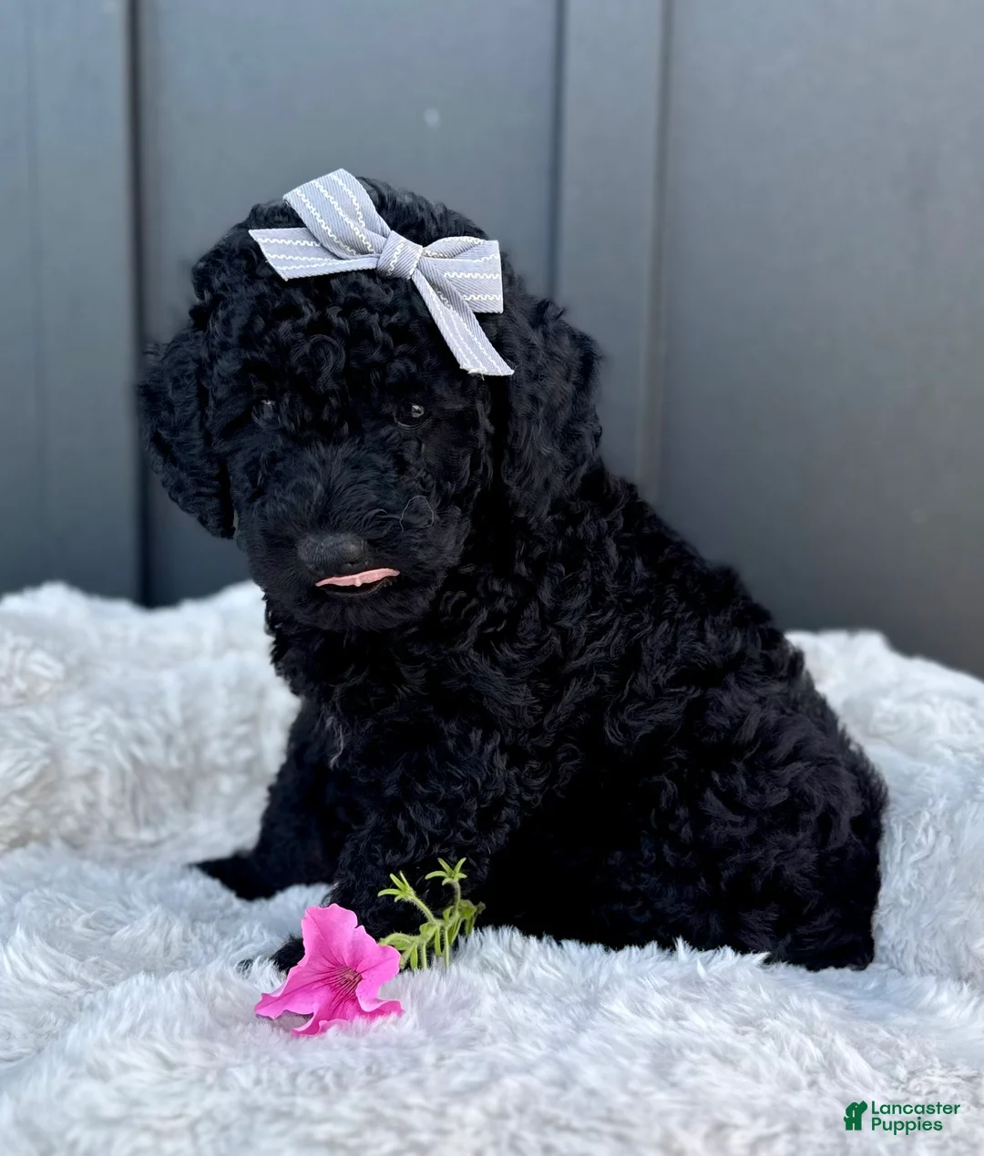 Mini Goldendoodle dogs for sale: SAMMY - Ad 2