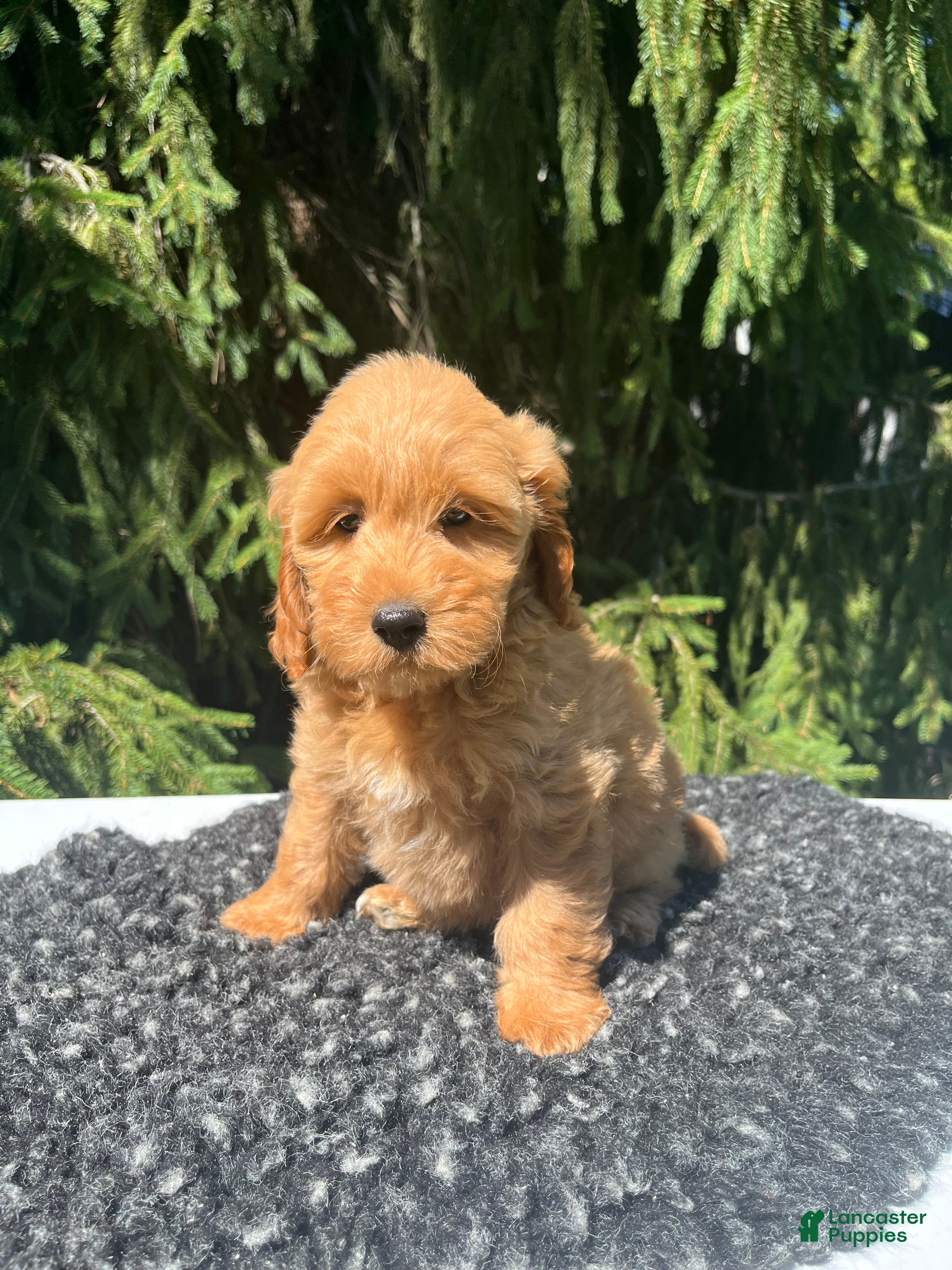 Mini Goldendoodle dogs Daisy - Ad 1