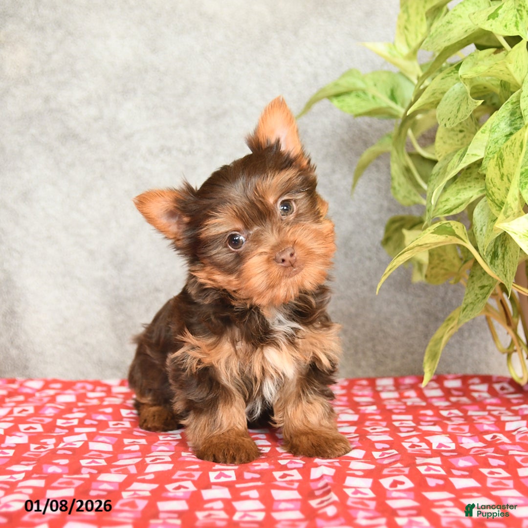 Yorkshire Terrier dogs for sale: Cookie - Ad 3