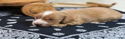 Miniature Dachshund dogs for sale: Dark cream - Blaze - Ad 19