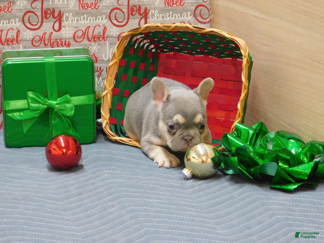 French Bulldog dogs for sale: Benny - Ad 7