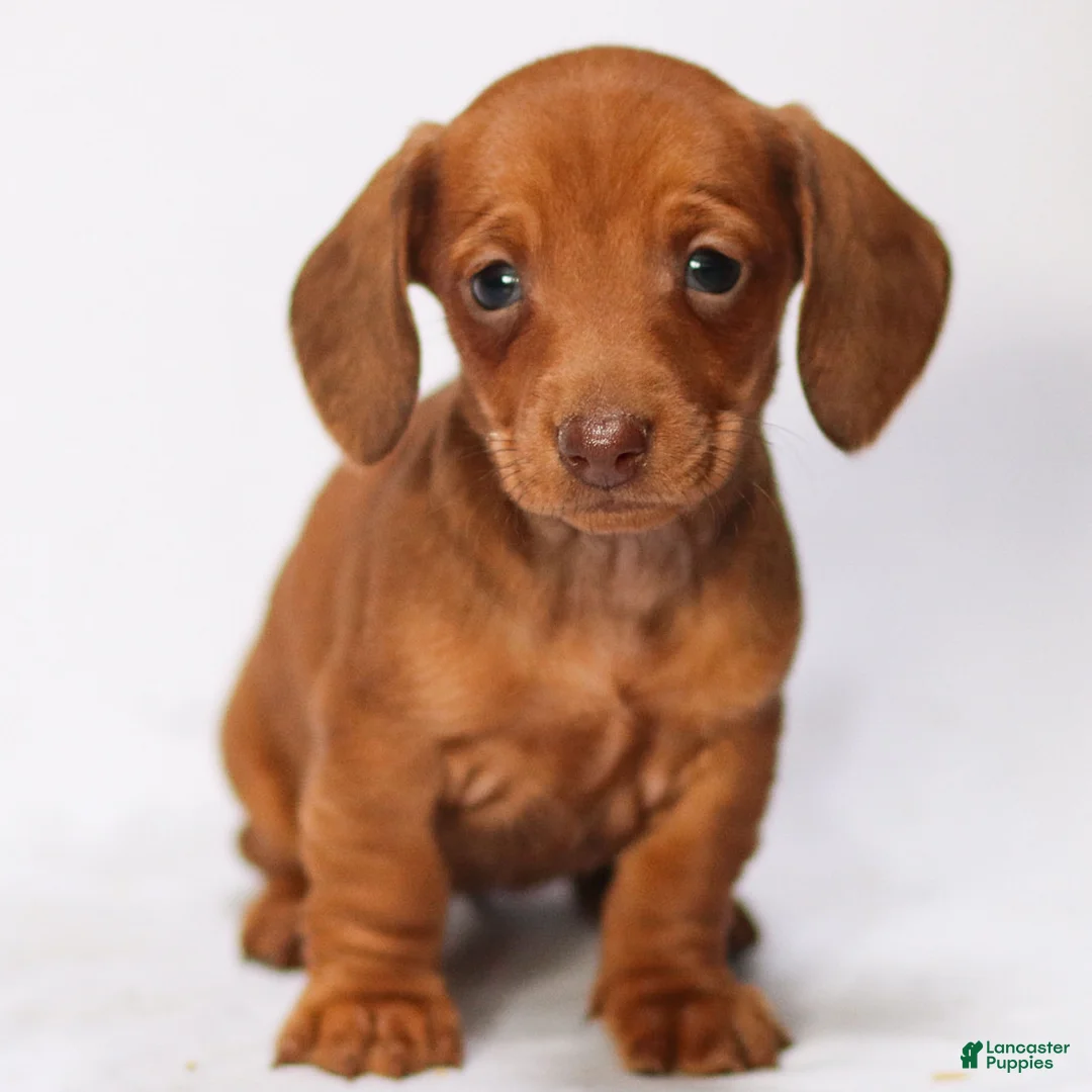 Miniature Dachshund dogs for sale: Olivia - Ad 5