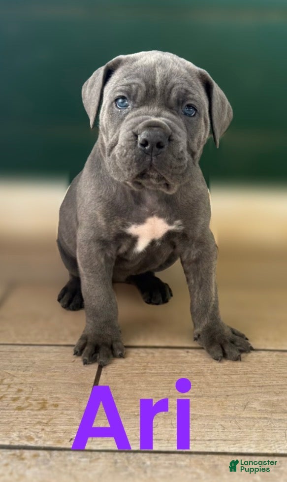 Cane Corso dogs Ari - Ad 13
