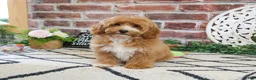 Cavapoo dogs for sale: Latte - Ad 4