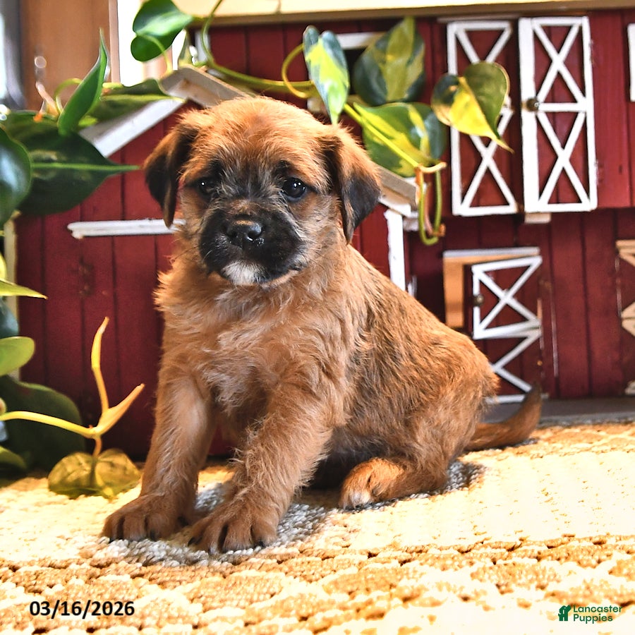 Mixed Breed dogs Rusty - Ad 1