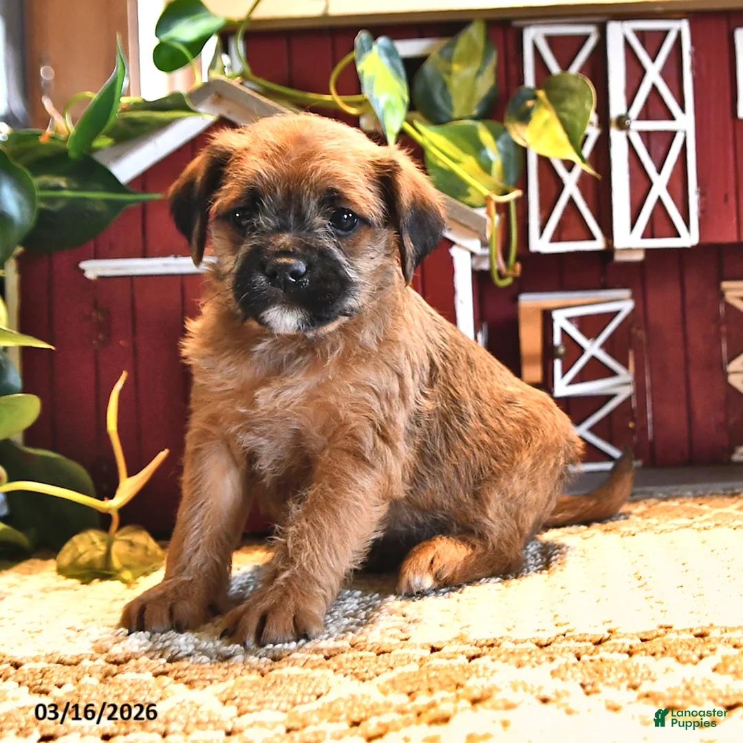 Mixed Breed dogs for sale: Rusty - Ad 1