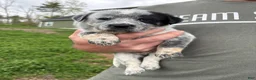 Mixed Breed dogs for sale: Misty - Ad 1