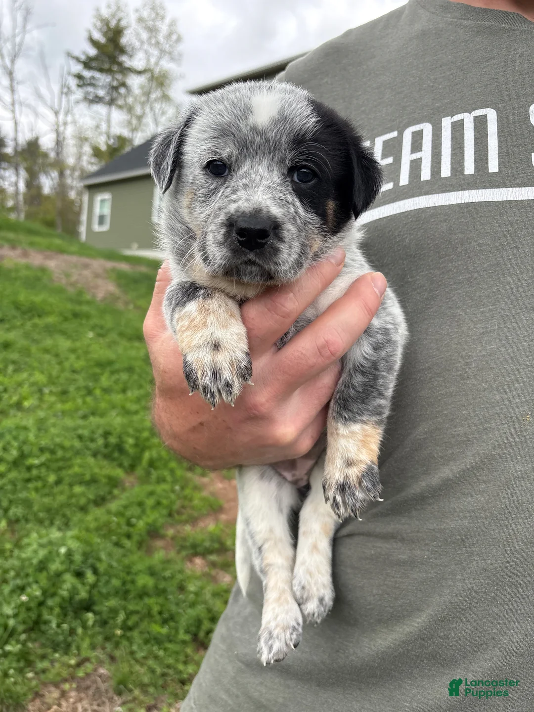 Mixed Breed dogs for sale: Misty - Ad 1