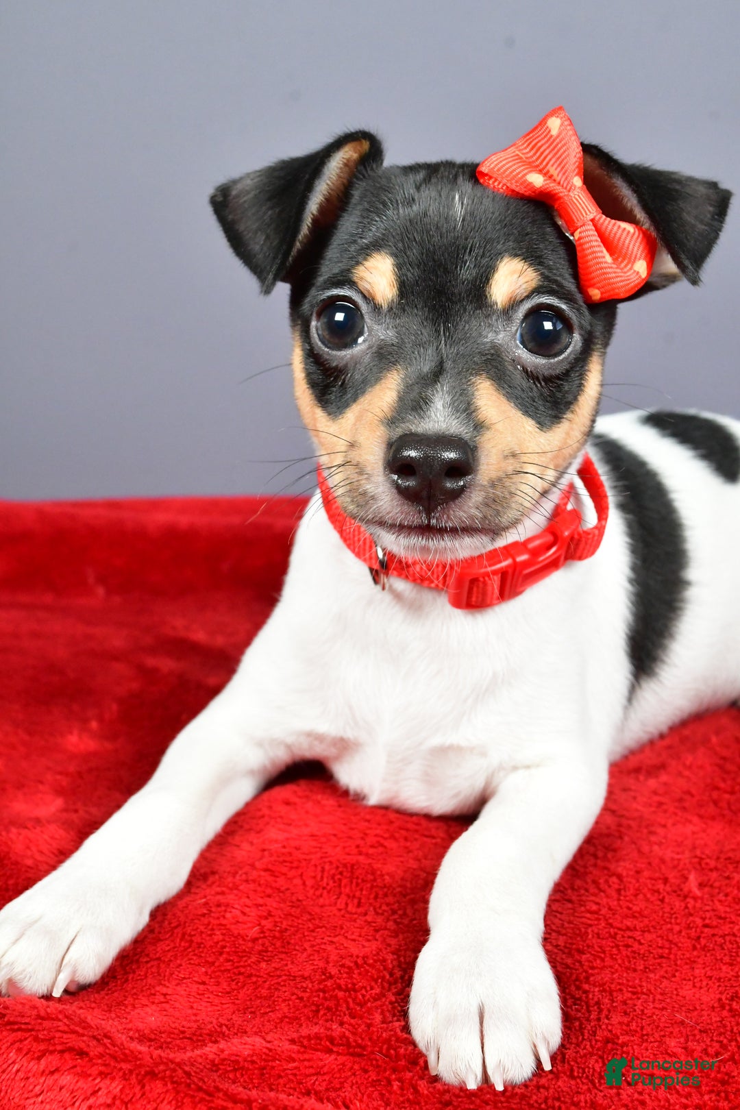 Toy Fox Terrier dogs for sale: Lucky - Ad 15