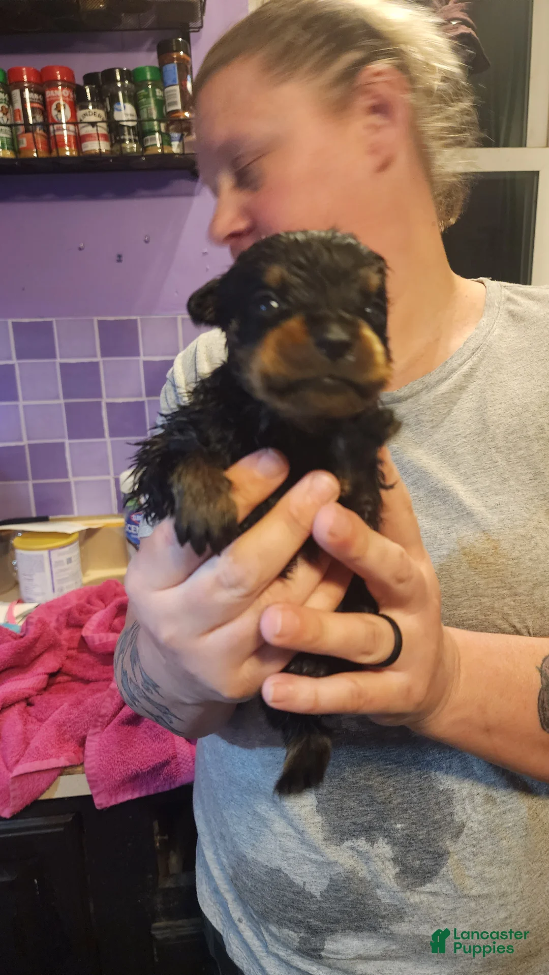 Rottweiler dogs for sale: Rottweiler Puppy 7 - Ad 1