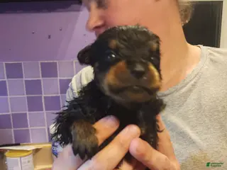 Rottweiler dogs Rottweiler Puppy 7 - Ad 23