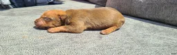 American Bully dogs for sale: Alice - Ad 1