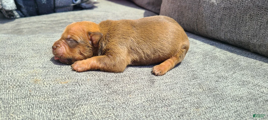 American Bully dogs for sale: Alice - Ad 1