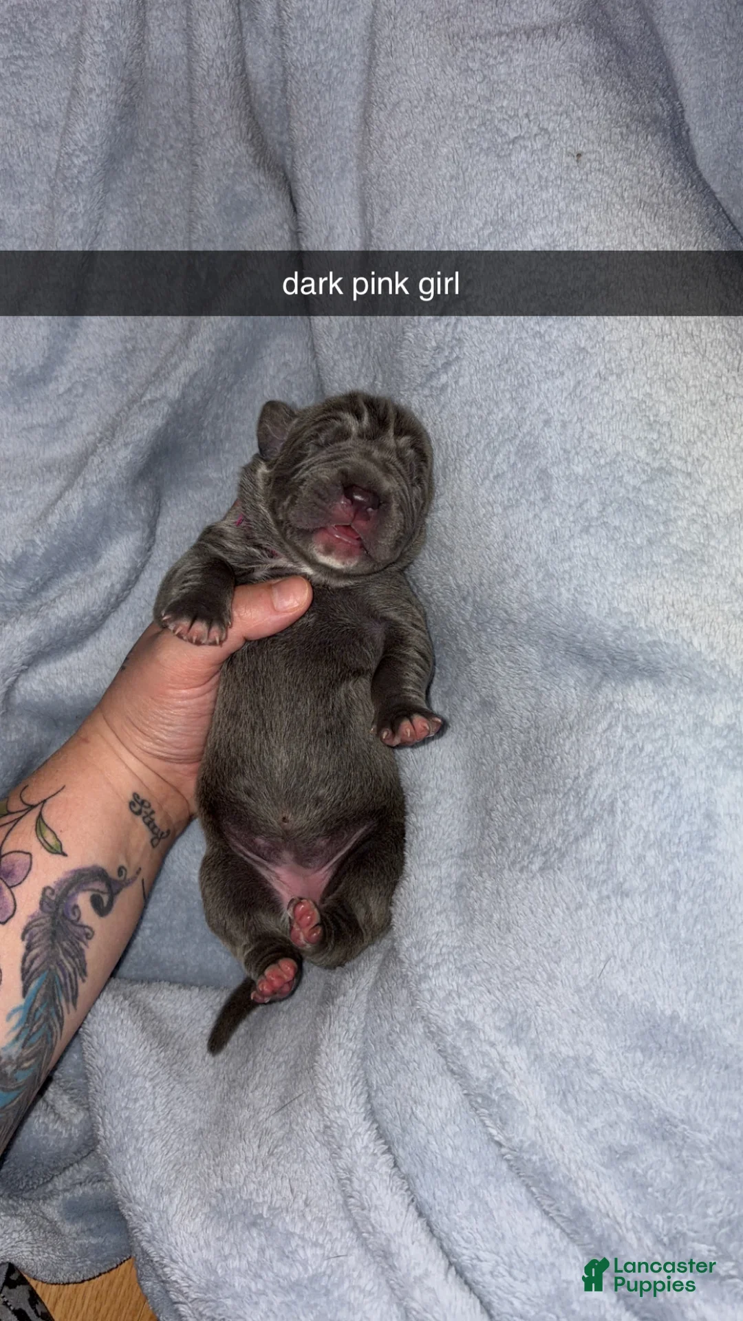 Cane Corso dogs for sale: Cane Corso 7 - Ad 1