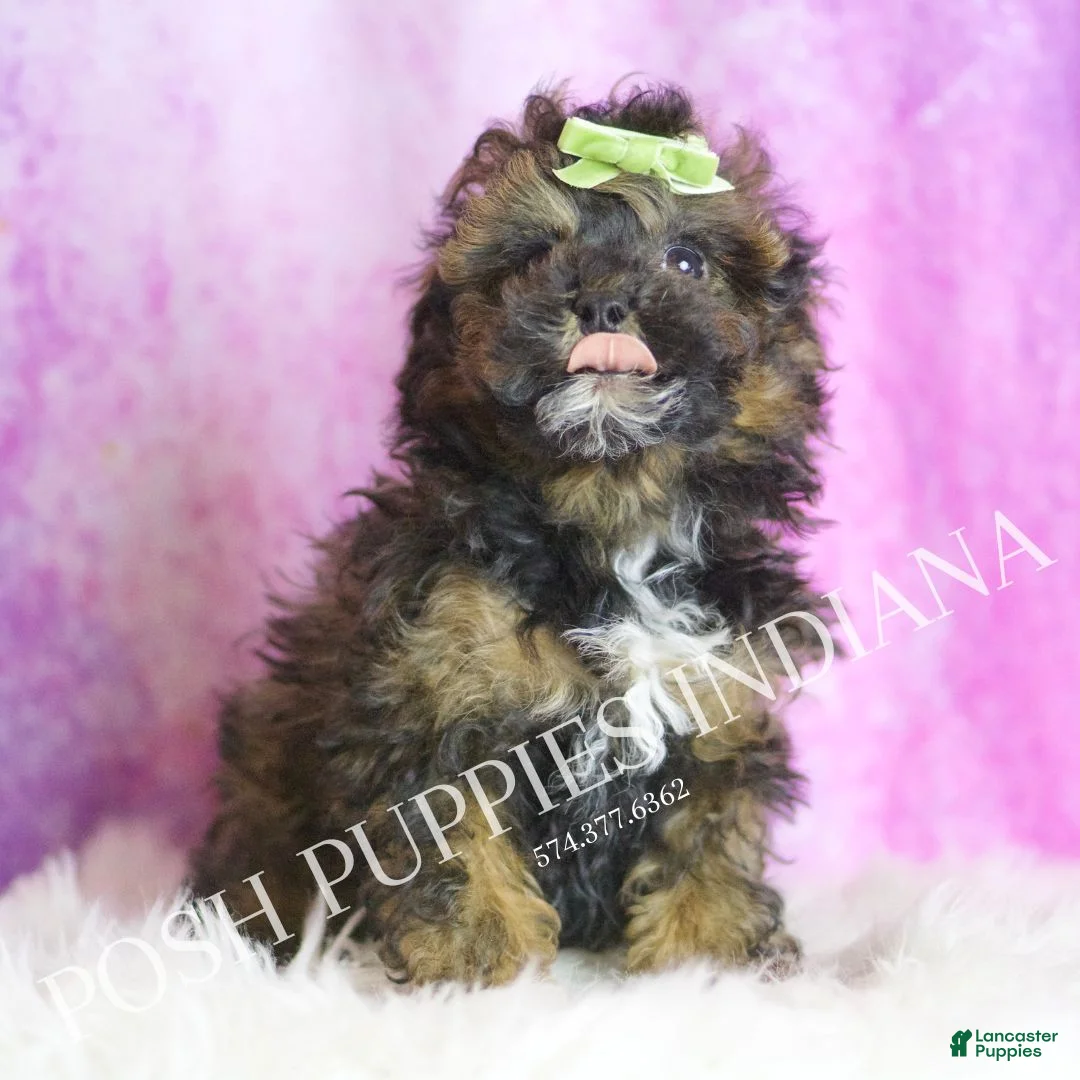 Toy Poodle dogs for sale: Moon - Ad 3