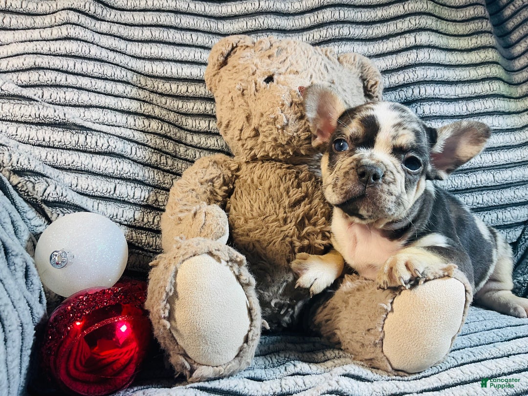 French Bulldog dogs for sale: MILLIE  - Ad 5