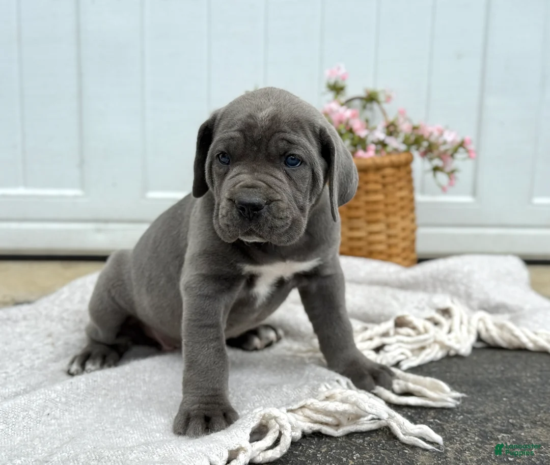 Cane Corso dogs for sale: Bianca - Ad 1