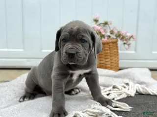 Cane Corso dogs for sale: Bianca - Ad 1