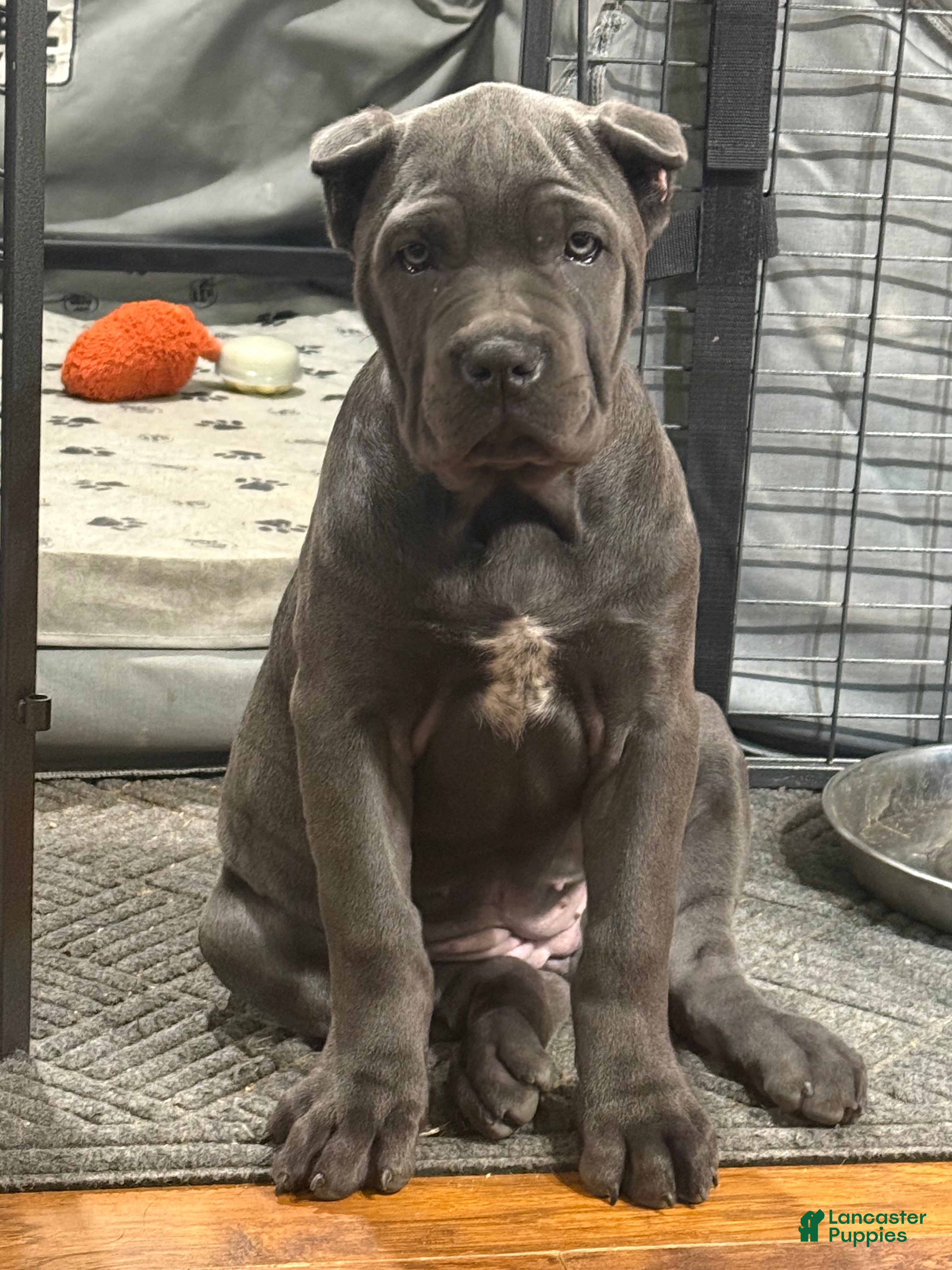 Cane Corso dogs Karma - Ad 1