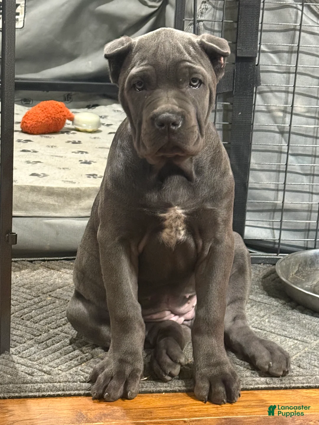 Cane Corso dogs for sale: Karma - Ad 1