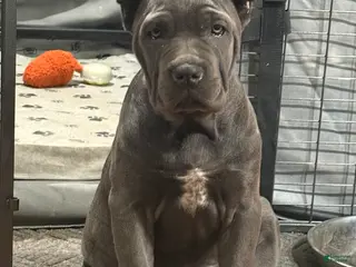 Cane Corso dogs for sale: Karma - Ad 1