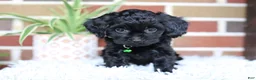 Cavapoo dogs for sale: Onyx - Ad 2